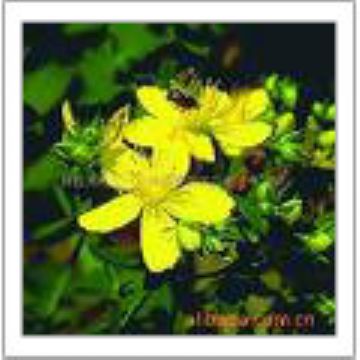 St John’S Wort P.E.